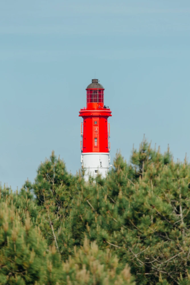 Phare du Cap Ferret émergeant de la forêt de pins, lanterne rouge visible au-dessus des cimes - Vue de la tour depuis les bois de la presqu'île